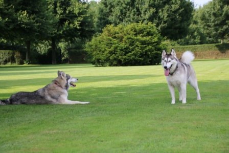 Hundewiese Eickhorst